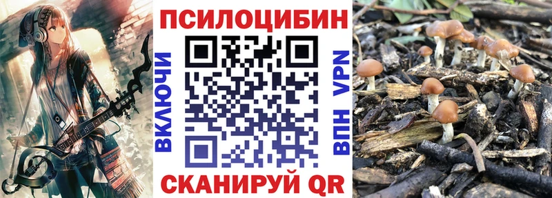 Галлюциногенные грибы Psilocybe  Петровск 